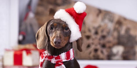 Calendarios de Adviento para perros personalizados con fotos