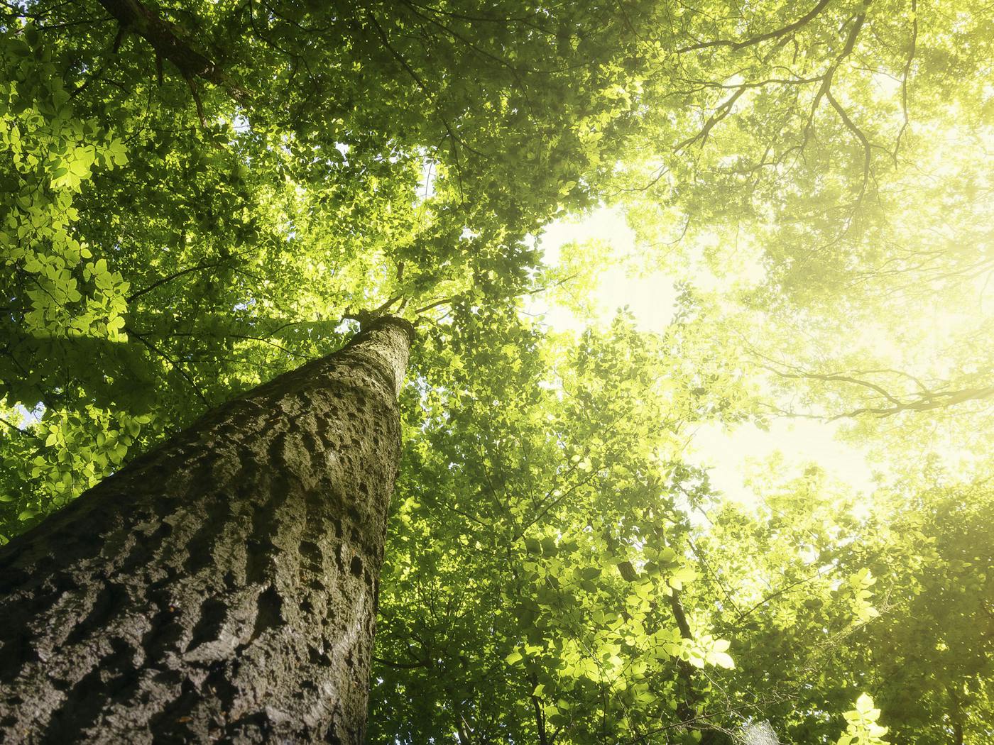 Das Hauptziel des Forest Stewardship Council