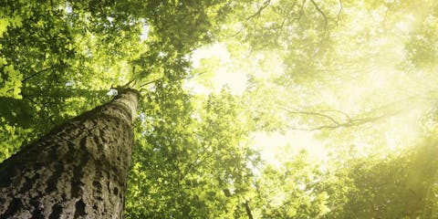 Das Hauptziel des Forest Stewardship Council